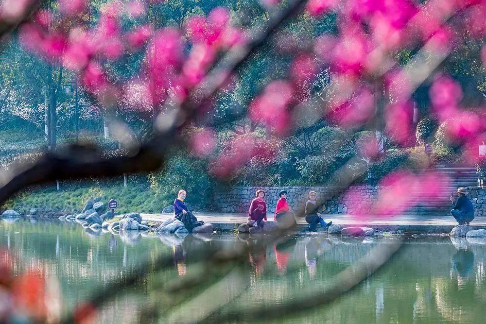 优化苹果产业用地  加大优质品种推广力度